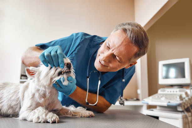 Best Broken or Cracked Tooth Emergency Dentist in Atkins, VA